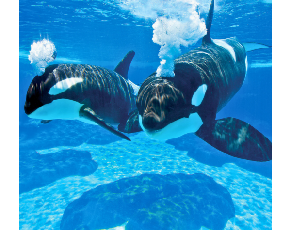 SeaWorld® Killer Whale Up-Close Tour